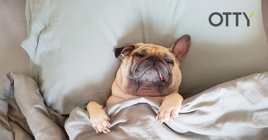 Seven Realities of Sharing a Bed with your Dog