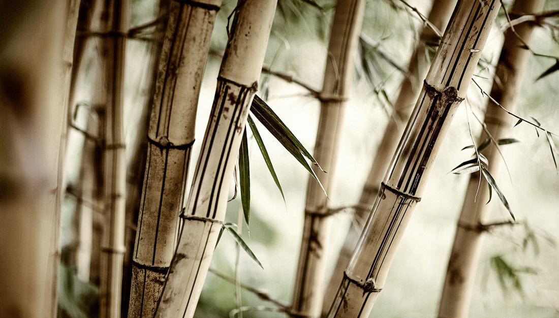 Hybrid Bamboo Memory Foam Mattress With Charcoal OTTY Sleep